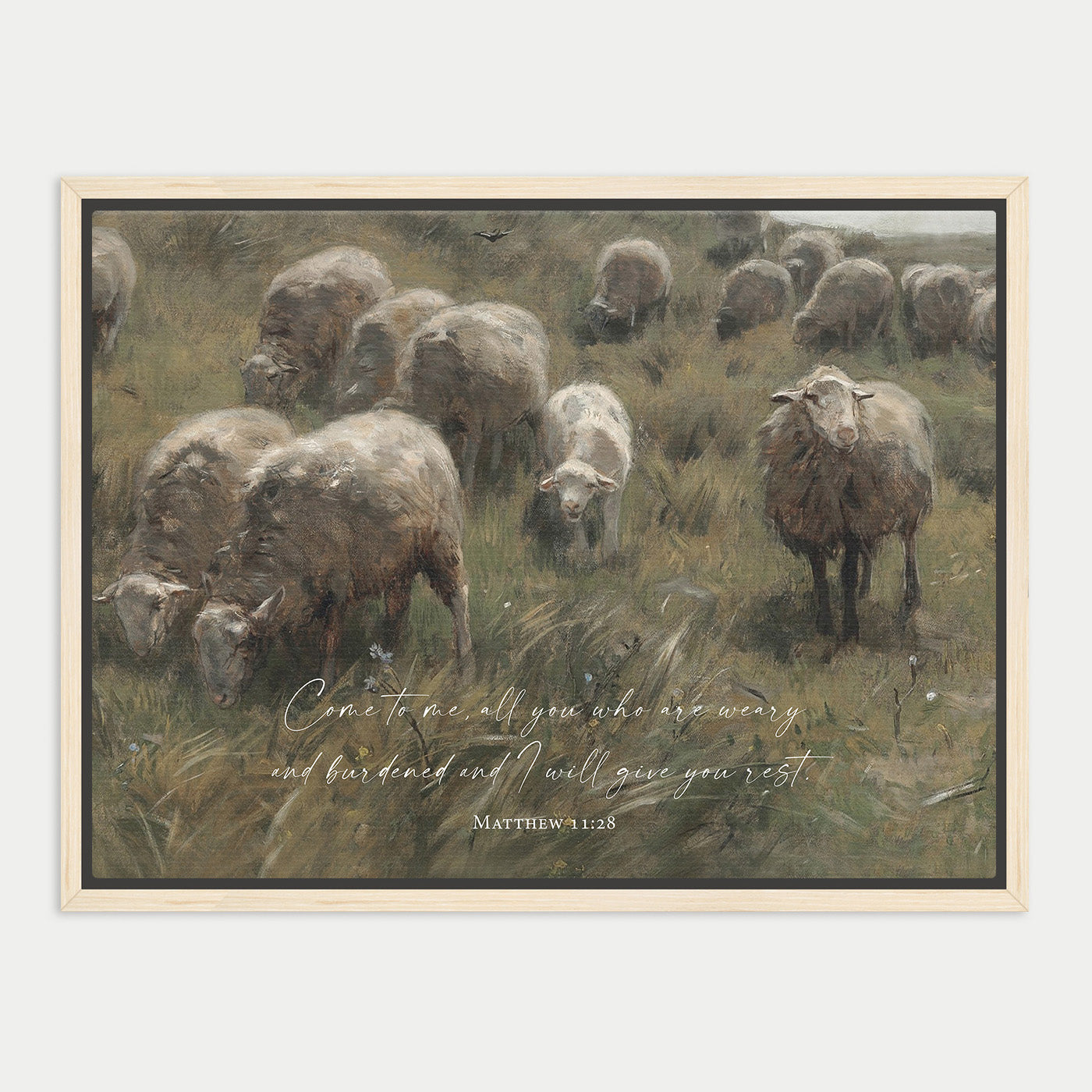 a pastoral scene with a flock of sheep grazing in a grassy field.