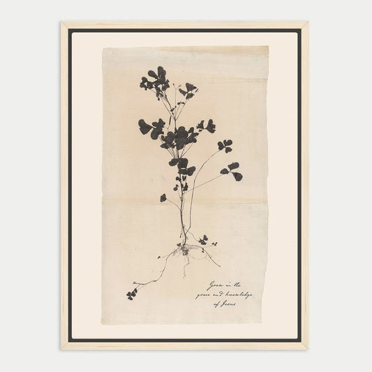 The image is a framed print depicting a black and white botanical illustration of a plant with intricate, detailed leaves and stems.