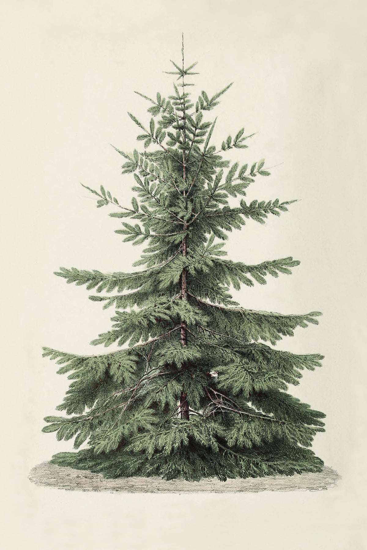 Vintage Christmas Tree Art Print & Canvas