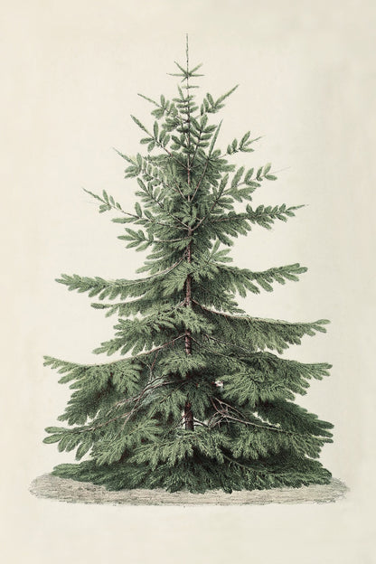 Vintage Christmas Tree Art Print & Canvas