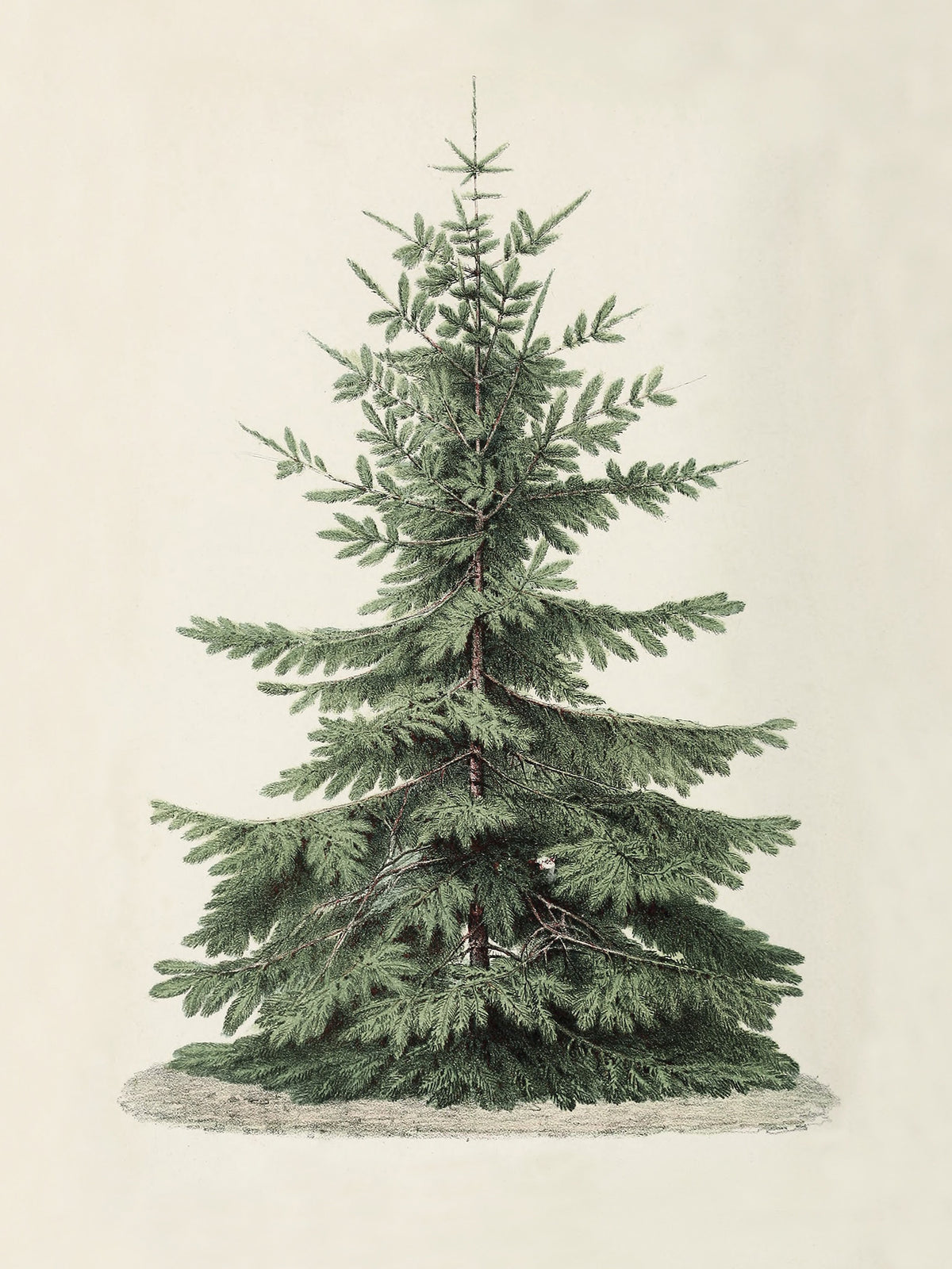 Vintage Christmas Tree Art Print & Canvas
