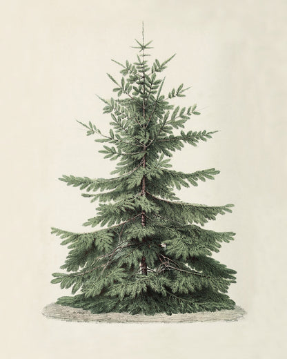 Vintage Christmas Tree Art Print & Canvas