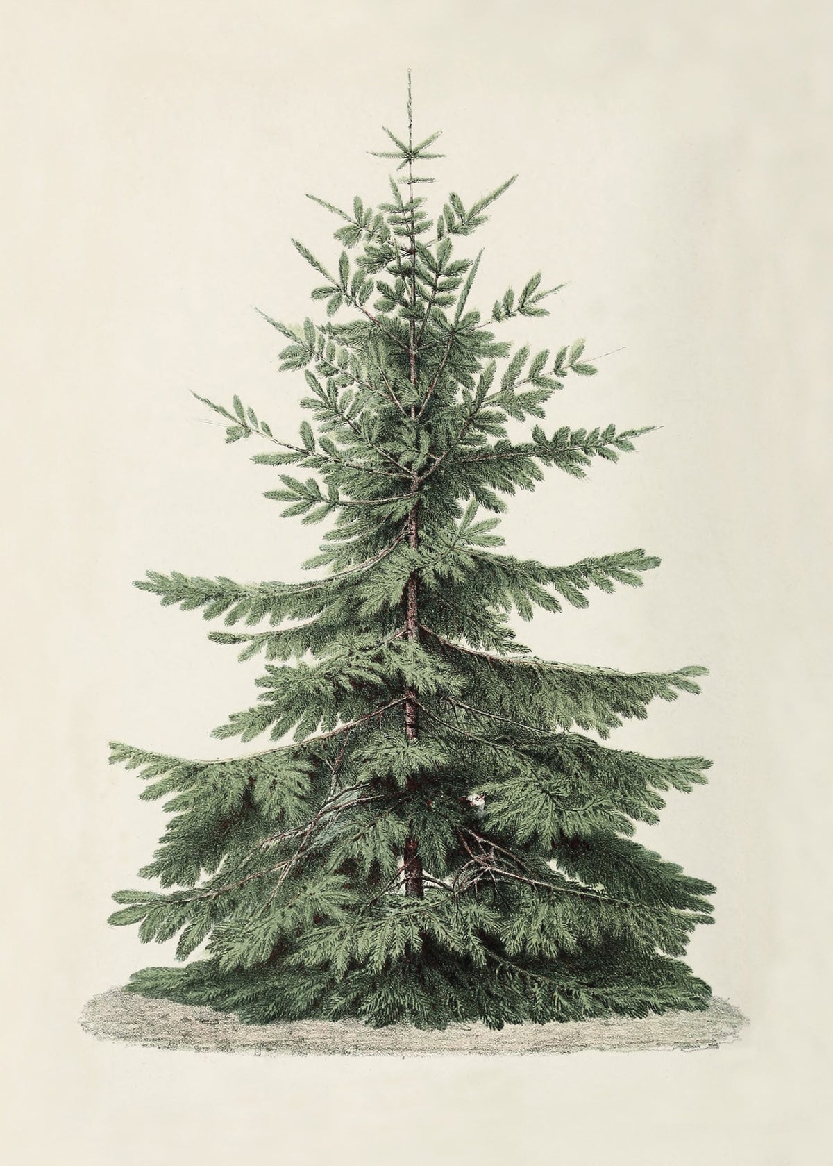 Vintage Christmas Tree Art Print & Canvas