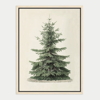 A framed illustration of a tall, green coniferous tree with a dense, needle-like foliage.