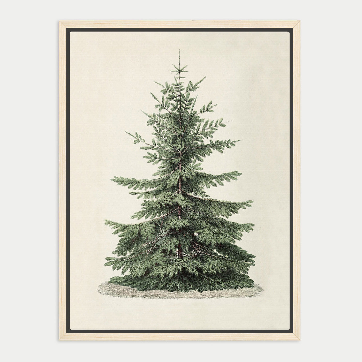 A framed illustration of a tall, green coniferous tree with a dense, needle-like foliage.