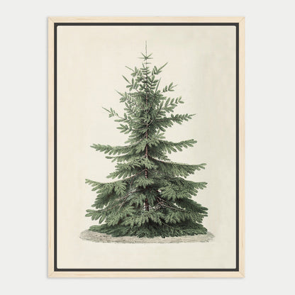 A framed illustration of a tall, green coniferous tree with a dense, needle-like foliage.