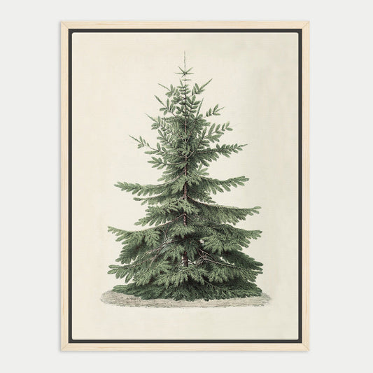 A framed illustration of a tall, green coniferous tree with a dense, needle-like foliage.