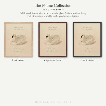 The image is a collection of three framed prints featuring a swan illustration. The swan is depicted in different shades of brown, and the frames are described as solid wood with archival acrylic glass, arriving ready to hang. The full dimensions of the prints are provided in the product description.